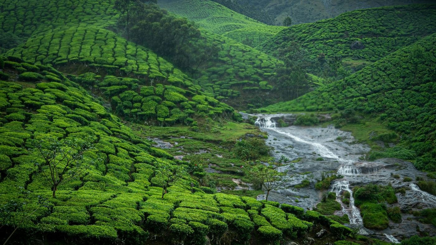 Munnar tea gardens, Kerala
